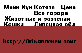 Мейн Кун Котята › Цена ­ 15 000 - Все города Животные и растения » Кошки   . Липецкая обл.